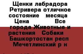 Щенки лабрадора Ретривера отличное состояние 2 месяца › Цена ­ 30 000 - Все города Животные и растения » Собаки   . Башкортостан респ.,Мечетлинский р-н